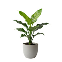 Green Plant With Large Leaves in White Pot
