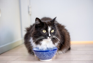 Black and white cat drinking water from bowl indoors