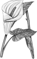 Flower Alphabet drawing