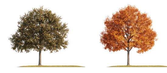 Autumn Fraxinus ornus and two Quercus palustris frontal view on transparent background
