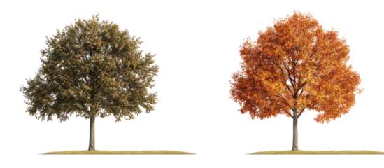Autumn Fraxinus ornus and two Quercus palustris frontal view on transparent background