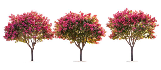 Autumn Lagerstroemia indica, commonly known as crepe myrtle on transparent background