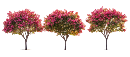 Autumn Lagerstroemia indica, commonly known as crepe myrtle on transparent background