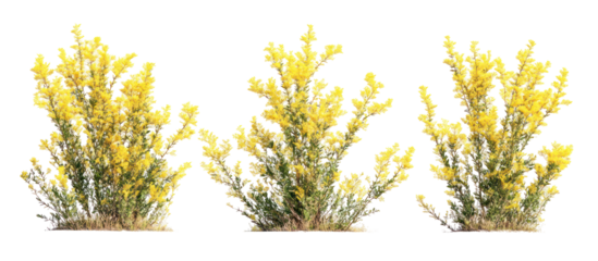 Genista scorpius, or scorpion broom trees on transparent background