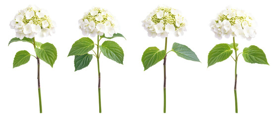 Viburnum opulus, commonly known as the guelder rose on transparent background