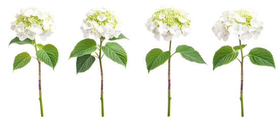 Viburnum opulus, commonly known as the guelder rose on transparent background