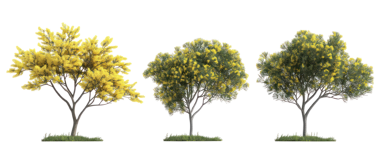 Set of Acacia podalyriifolia pearl acacia pearl wattle on transparent background