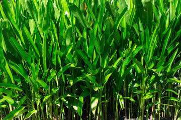 Obraz premium a dense cluster of Heliconia plants, known for their large, paddle-shaped leaves. Heliconias are tropical, herbaceous plants related to bananas, ginger, and the bird of paradise. 