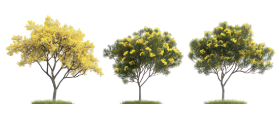 Set of Acacia podalyriifolia pearl acacia pearl wattle on transparent background