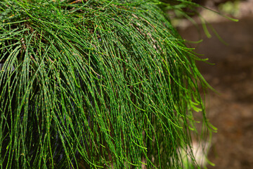 Casuarina glauca, commonly known as swamp she-oak, swamp buloke, swamp she-oak, marsh sheoak, grey she-oak or guman by the Gadigal people is a species of flowering plant that is endemic to eastern Aus