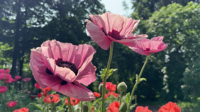 Papaver orientale Oriental poppy perennial flowering plant.