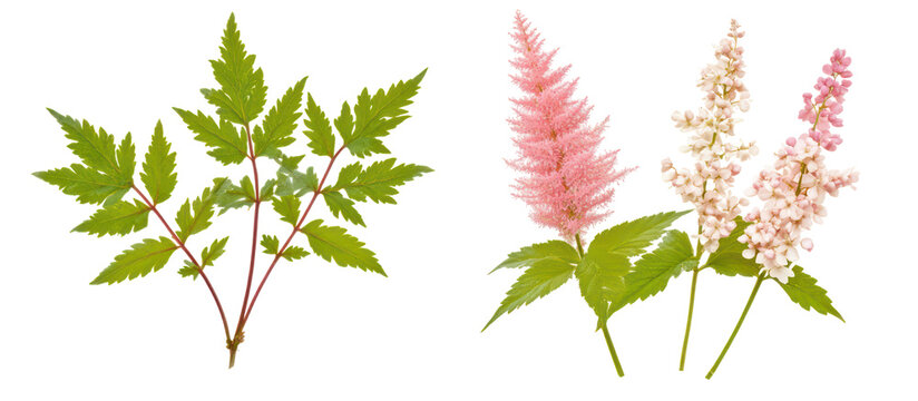 Set of Actaea simplex and Astilbe chinensis on transparent background