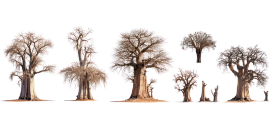 Adansonia digitata the African baobab frontal isolated on transparent background