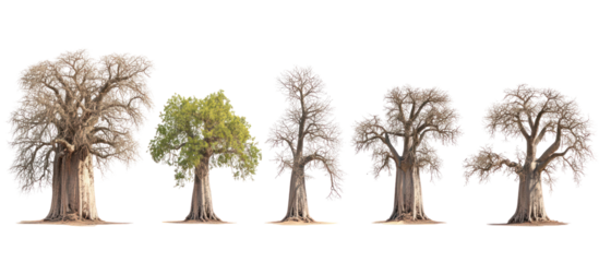 Adansonia digitata the African baobab frontal isolated on transparent background