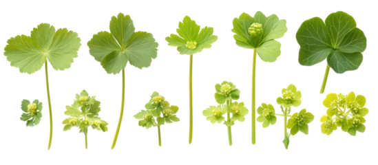 Alchemilla vulgaris common name Ladys mantle frontal isolated on transparent background