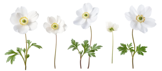 Alchemilla vulgaris common name Ladys mantle frontal isolated on transparent background