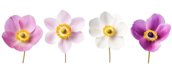 Anemone hupehensis commonly known as Japanese or Chinese anemone on transparent background