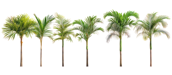 Areca catechu commonly known as the betel palm or areca palm on transparent background