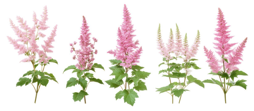 set of Astilbe chinensis commonly known as false goats beard on transparent background