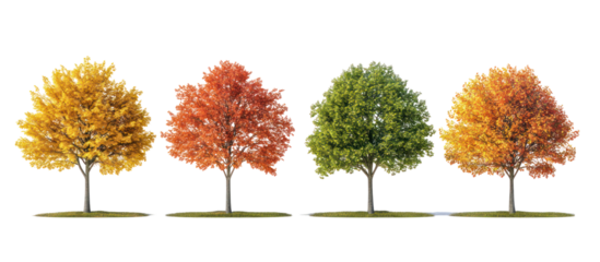 set of autumn Morus alba known as white mulberry common mulberry on transparent background