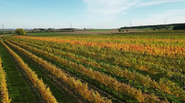 Autumn Vineyard Landscape at Sunset in the Weinviertel Wine Region