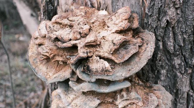 Close-up of bracket fungi growing on a tree trunk in a forest. Detailed textures of bark and mushroom layers, natural earthy colors, woodland ecology concept, decay and life cycle in nature.