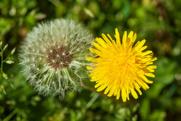 Blumenwiese mit L&ouml;wenzahnblumen im Fruchtstand; Deutschland