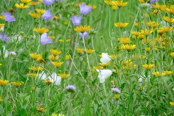 Blumenwiese mit L&ouml;wenzahnblumen, Deutschland