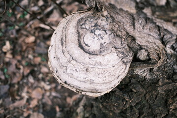 Close-up of bracket fungi growing on a tree trunk in a forest. Detailed textures of bark and mushroom layers, natural earthy colors, woodland ecology concept, decay and life cycle in nature.