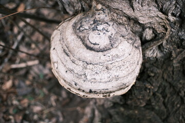 Close-up of bracket fungi growing on a tree trunk in a forest. Detailed textures of bark and mushroom layers, natural earthy colors, woodland ecology concept, decay and life cycle in nature.