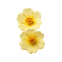 Two blooming pale yellow flowers