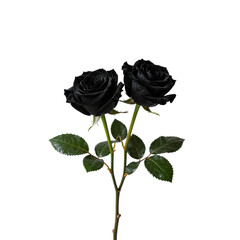 Two black roses with green stems and leaves