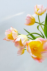Spring tulips bunch over light grey background. Bright Tulips flower blooming, sun light. Easter, Mother's Day concept. Spring yellow with pink tulip flowers bouquet in a vase close up, vertical photo