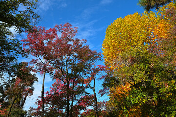 プラタナスの黄葉とナンキンハゼの紅葉が並んでいる風景