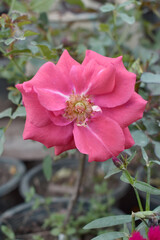 Obraz premium Beautiful pink rose flower closeup in garden, A very beautiful pink yellow rose flower bloomed on the rose tree, Rose flower closeup, bloom flowers, Natural spring flower floral background