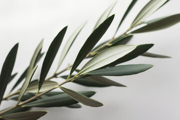 Fototapeta premium Olive branch and its shadow on a white wall in natural light. Design minimalist botanical background with sunlight effect for product display.