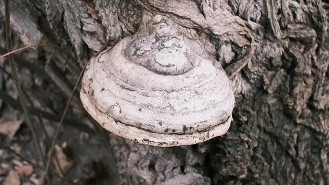 Close-up of bracket fungi growing on a tree trunk in a forest. Detailed textures of bark and mushroom layers, natural earthy colors, woodland ecology concept, decay and life cycle in nature.