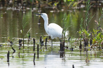 Obraz premium Grande Aigrette, Ardea alba, Great Egret