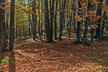 Mountain landscape with trees full of leaves in Serbia