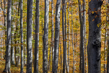 Mountain landscape with trees full of leaves in Serbia