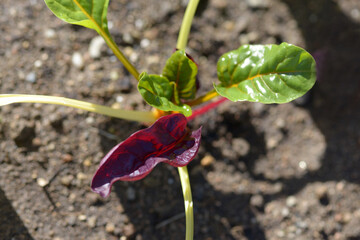 フダンソウ　スイスチャード