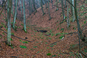 Mountain landscape with trees full of leaves in Serbia