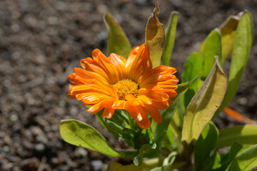 トウキンセンカ