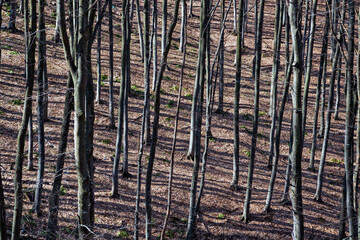 Mountain landscape with trees full of leaves in Serbia