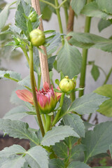 Beautiful red Indian Dahlia Flowers in a Garden, Fresh red Dahlia flower head on green background. red chrysanthemum blooming. The beautiful red Dahlia flower, Chakwal, Punjab, Pakistan