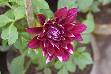 Beautiful red Indian Dahlia Flowers in a Garden, Fresh red Dahlia flower head on green background. red chrysanthemum blooming. The beautiful red Dahlia flower, Chakwal, Punjab, Pakistan