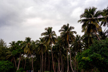 Lush tropical island landscape with palm trees and dramatic clouds at North Bay, Andaman and Nicobar Islands, India