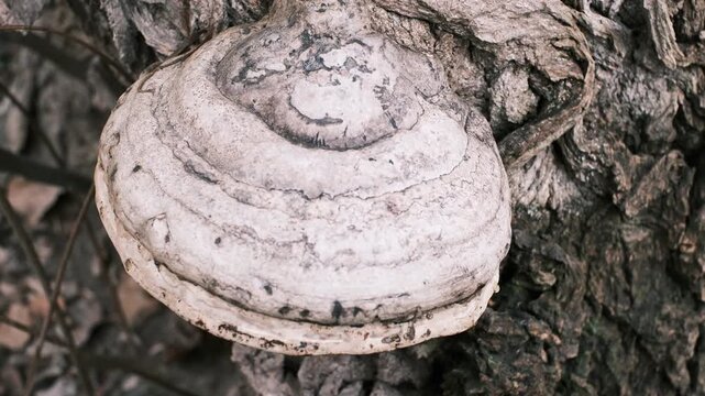 Close-up of bracket fungi growing on a tree trunk in a forest. Detailed textures of bark and mushroom layers, natural earthy colors, woodland ecology concept, decay and life cycle in nature.