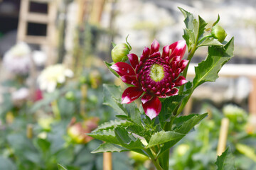 Beautiful red Indian Dahlia Flowers in a Garden, Fresh red Dahlia flower head on green background. red chrysanthemum blooming. The beautiful red Dahlia flower, Chakwal, Punjab, Pakistan
