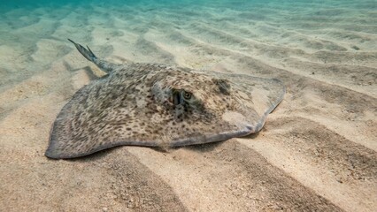 Sandy Seabed With A Stingray Camouflaged In The Sand Underwater Ocean Wildlife